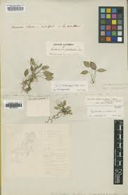 Image result for Platycoryne pervillei