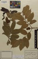 Image result for Landolphia landolphioides