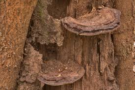 Image result for Ganoderma applanatum