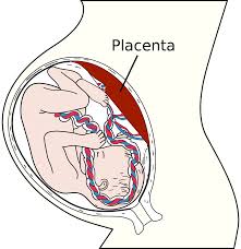 placenta wikipedia