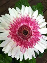 Watermelon Gerbera On My Front Porch Wedding Flowers Gerbera Flowers
