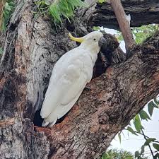 They are active, intelligent, and funny, but they demand several hours of attention. Macaw For Sale Cockatoo For Sale African Grey For Sale