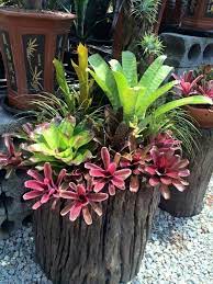 19 ไอเด ย การจ ดสวนสวยๆ ด วย ส บปะรดส สวยงามหลากไอเด ย ihome108 tropical garden design tropical garden bromeliads garden