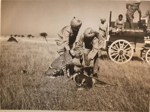 Cheetahs use for hunting British India, c. 1942