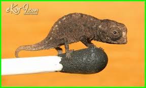  Hewan Peliharaan Kecil Jinak Imut Unik Yang Bukan Mamalia Anak Binatang Berukuran Mini Dan Lucu Jenis Ukuran Cocok Untuk Peliharaan Buat Hewan Binatang Burung