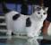 Fluffy White Munchkin Cat