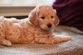 Fisher, one of our boys, is a miniature goldendoodle, 24 pounds, 17 inches tall. Goldendoodle Puppies In New Hampshire 2021 Top 4 Breeders We Love Doodles