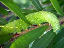 Contact ulat bulu on messenger. 15 Penampakan Ulat Bulu Dari Seluruh Dunia Cantik Tapi Bikin Merinding