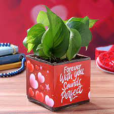 Romantic rewards for the lovely lady in your life! Valentine Gifts For Her Online Buy Send Best Valentine S Day Gifts For Her Ferns N Petals