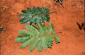 Image result for Albizia adianthifolia