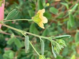 Image result for Sida ovata