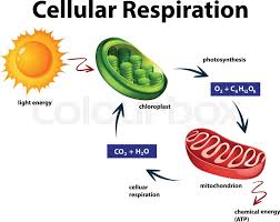 Diagram Showing Cellular Respiration Stock Vector