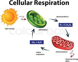 diagram showing cellular respiration stock vector