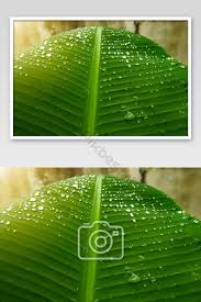 Peluang pengembangan agribisnis komoditas pisang masih terbuka luas. Tetesan Air Pada Daun Pisang Segar Di Pagi Hari Fotografi Templat Jpg Unduhan Gratis Pikbest