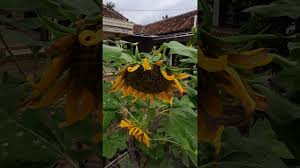 Bagian dalam bunga dapat dikupas dan dibuka. Bunga Matahari Layu Karna Curah Hujan Tinggi Youtube