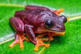 Black And Yellow Frog Australia Agalychnis Callidryas Black Black Red Eyed Tree Frog Tree Frogs Red Eyed Tree Frog Frog