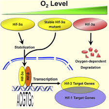 Image result for Hypoxis sp. A (as per FZ 12-3)