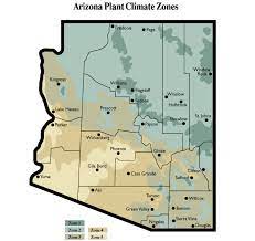 Shop our arizona plants today, and learn more about the best selection for your state. Pin On Garden Xeriscape Desert Native Plants