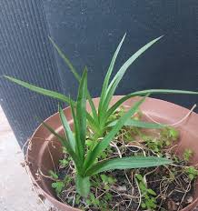 Image result for Hypoxis angustifolia