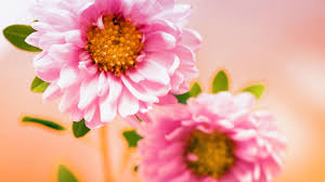 Floral Art Exhibition 4205924 1600x1200 All For Desktop Pink Flowers Wallpaper Flower Wallpaper Floral Wallpaper