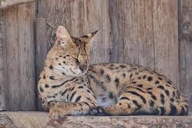 Grosse Katze Leptailurus Wilde Katze Fleischfresser Kleine Katze Katze Tierwelt Saugetier Kopf Zeichnen Afrika Luchs Pikist
