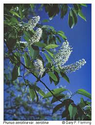 Image result for Prunus serotina