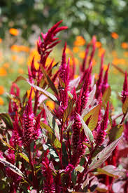 Image result for Celosia