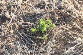 Image result for Aptosimum