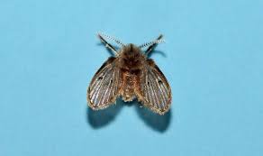 Hi, i occasionnaly have a sewer smell coming from my basement. How To Get Rid Of Drain Flies In The Kitchen Express Co Uk