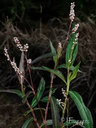 Image result for Persicaria decipiens
