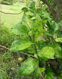 Control of spider mites on citrus is challenging in warm climates. 16 Citrus Tree Diseases And How To Treat Them Rhythm Of The Home