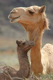 What are camels good at doing? Pin On Things That Make Me Smile