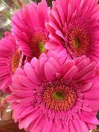 Check spelling or type a new query. Flower Pictures At Winn Dixie From Last Night Beautiful Flowers Amazing Flowers Pretty Flowers