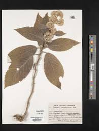 Image result for Senecio aetfatensis