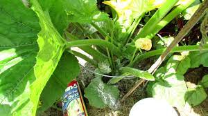 Stopping pests and their damage doesn't get easier. Trg 2012 How To Use Sevin Dust To Control Squash Bugs Youtube