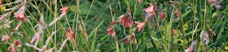 Image result for Dierama formosum/plowesii intermediates