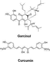 Image result for Ptycholobium contortum