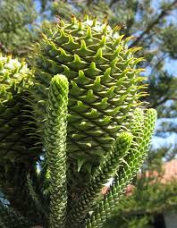 Araucaria Heterophylla Norfolk Pine Fruit Norfolk Pine Seed Pods Beautiful Fruits