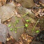 Image result for Celtis zenkeri