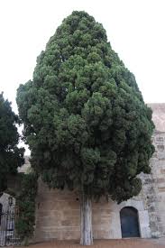 Image result for Cupressus sempervirens