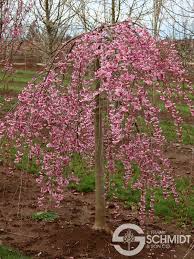 30+ varieties of flowering cherry tree suitable for small gardens. Pink Cascade Cherry