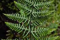 Image result for Aleuritopteris welwitschii