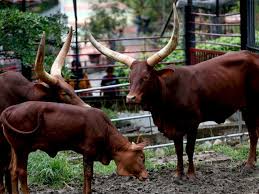 Meskipun puasa di tahun ini sedikit berbeda, tapi jangan sampai kamu kehilangan semangat dan antusias ya untuk. Foto Koleksi Sapi Afrika Dan Iguana Di Taman Rusa Aceh Indozone Id