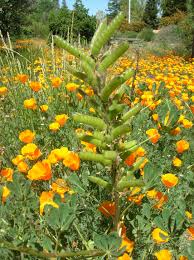 If you plant them in the right spot they need virtually no care whatsoever. Lupine Friend Or Foe The Granada Native Garden Newsletter