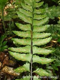 Image result for Asplenium inaequilaterale