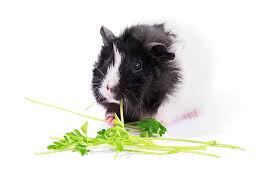 But did you know that parsley has more benefits to dogs? Can Hamsters Eat Parsley We Re All About Pets