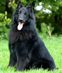 Groenendael Breed Info Pictures Characteristics Hypoallergenic No Belgian Sheepdog Dogs Black Dogs Breeds