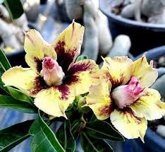 Pin On Gardening Exotic