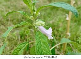 Image result for Sesamum radiatum