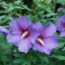 Image result for Hibiscus mutatus